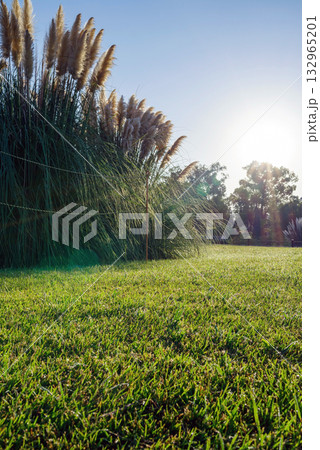 朝日の差すパンパスグラスと芝生のある風景 132965201