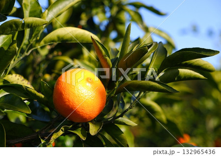 みかん狩り - 晩秋から初冬にかけての風物詩といえば、みかんの収穫 132965436