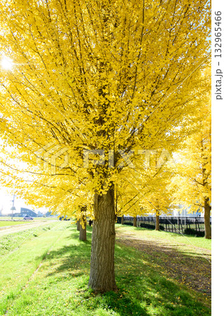 爽やかな陽射しを浴びるイチョウ並木 秋田県 爽やかな陽射しを浴びるイチョウ並木 秋田県 132965466