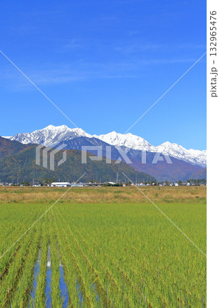 晩秋の北アルプス後立山連峰 晩秋の北アルプス後立山連峰 132965476