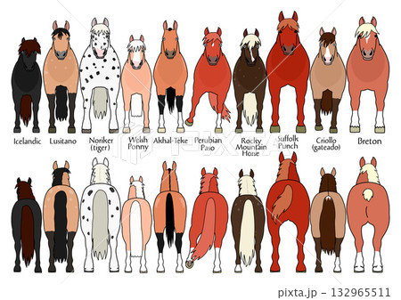 いろいろな種類の馬の前後のセット4、カートゥーン 132965511