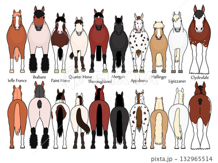 いろいろな種類の馬の前後のセット1、カートゥーン いろいろな種類の馬の前後のセット1、カートゥーン 132965514