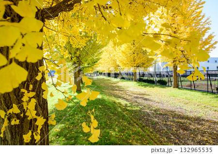 爽やかな陽射しと色づき始めたイチョウ並木　秋田県 132965535