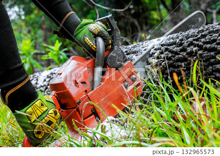 Individual uses chainsaw to fell large tree in lush green forest, surrounded by grass, foliage. 132965573
