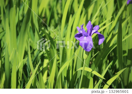 緑の葉に映える菖蒲 緑の葉に映える菖蒲 132965601