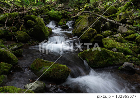 亜高山の森を流れる苔に覆われた渓流 132965677