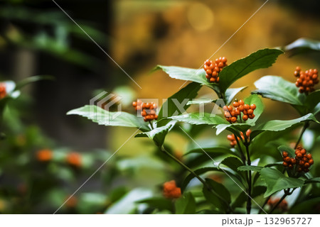 センリョウの実 132965727