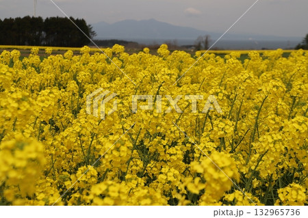 菜の花畑 菜の花畑 132965736