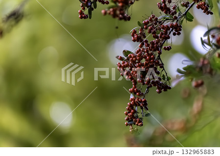 ピラカンサ ピラカンサ 132965883