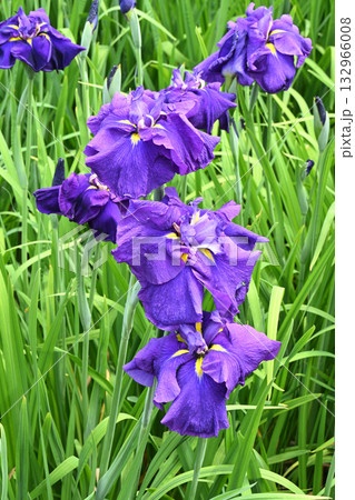 千早城・花菖蒲 132966008