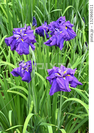 千早城・花菖蒲 千早城・花菖蒲 132966011
