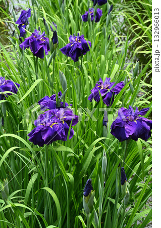 千早城・花菖蒲 千早城・花菖蒲 132966013