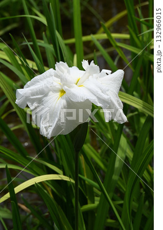 淡雪桜・花菖蒲 淡雪桜・花菖蒲 132966015
