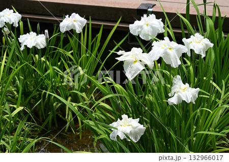 淡雪桜・花菖蒲 淡雪桜・花菖蒲 132966017