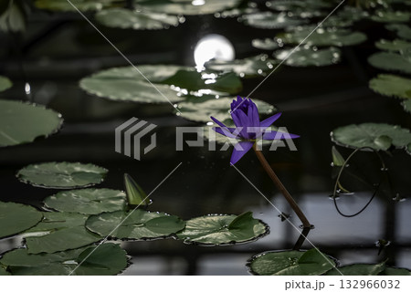 水面に浮かぶ蓮の花 水面に浮かぶ蓮の花 132966032