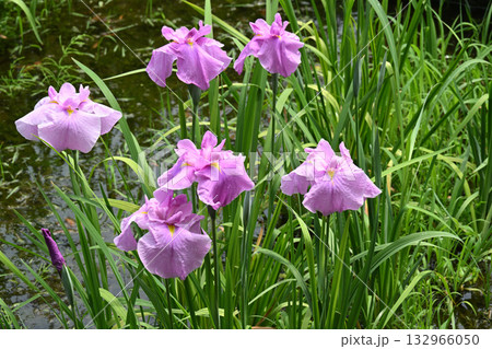 駒繋・花菖蒲 駒繋・花菖蒲 132966050