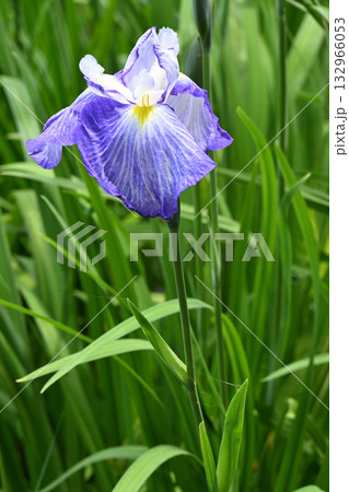 春の沢辺・花菖蒲 春の沢辺・花菖蒲 132966053