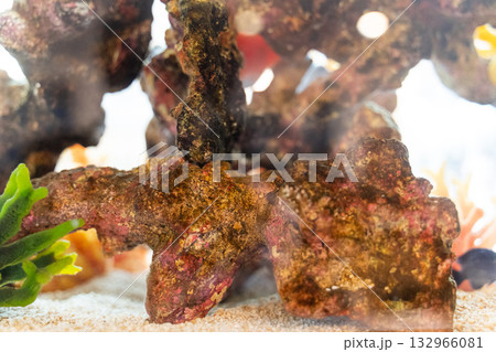 海水水槽の中のサンゴ岩と光 海水水槽の中のサンゴ岩と光 132966081