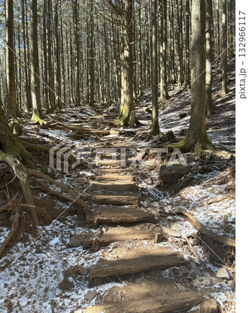森の中の雪が残る山道 森の中の雪が残る山道 132966117