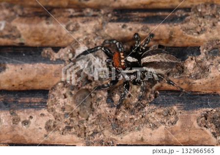 生き物　蜘蛛　ミスジハエトリ、オスです。額の赤と縦に濃淡の茶色に塗分けられた体、美しいクモです 132966565