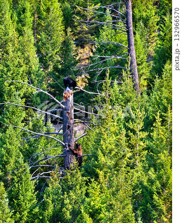 Two young black bear cubs climbing a dead tree snag in a dense pine forest. One cub is perched on top while the other climbs up, set in Yellowstone National Park, Wyoming 132966570