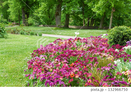 ドイツの田舎町の公園に咲く紫色のたくさんの花 ドイツの田舎町の公園に咲く紫色のたくさんの花 132966750