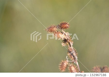 オオオナモミ種子 132967186