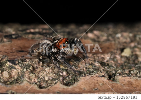 生き物 蜘蛛 ミスジハエトリ、千葉県産のオス。かなり色黒のタイプ、南に行くほど淡色になるらしい・・・ 生き物 蜘蛛 ミスジハエトリ、千葉県産のオス。かなり色黒のタイプ、南に行くほど淡色になるらしい・・・ 132967193
