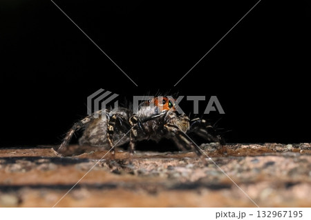 生き物 蜘蛛 ミスジハエトリ、眼の配置がよくわかるサイドからのショットです 生き物 蜘蛛 ミスジハエトリ、眼の配置がよくわかるサイドからのショットです 132967195