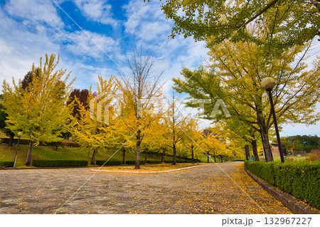 銀杏並木ーふくい健康の森の秋 132967227