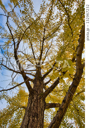 銀杏並木ーふくい健康の森の秋 132967232