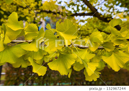 銀杏並木ーふくい健康の森の秋 132967244