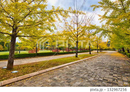 銀杏並木ーふくい健康の森の秋 132967256