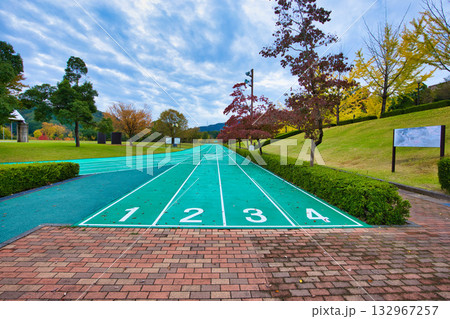 銀杏並木ーふくい健康の森の秋 銀杏並木ーふくい健康の森の秋 132967257