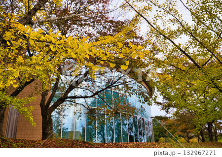 銀杏並木ーふくい健康の森の秋 132967271