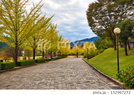 銀杏並木ーふくい健康の森の秋 132967272