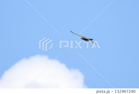 飛翔するハチクマのオス 132967290