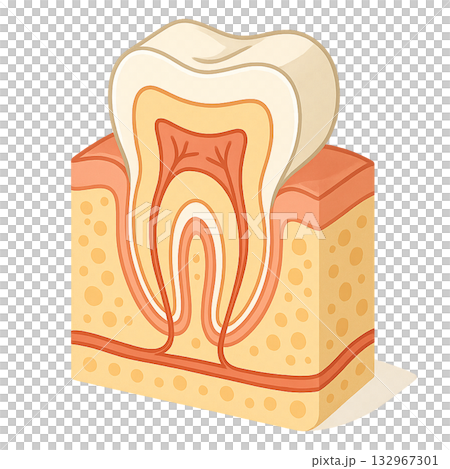 A diagram showing the cross-sectional structure of teeth and gums in an easy-to-understand way, an illustration of the internal structure of teeth and the mechanism of nerves, and an illustration of the dental pulp and enamel. A diagram showing the cross-sectional structure of teeth and gums in an easy-to-understand way, an illustration of the internal structure of teeth and the mechanism of nerves, and an illustration of the dental pulp and enamel. 132967301