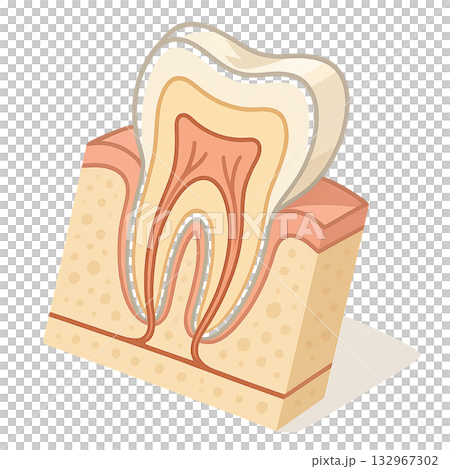 A diagram showing the cross-sectional structure of teeth and gums in an easy-to-understand way, an illustration of the internal structure of teeth and the mechanism of nerves, and an illustration of the dental pulp and enamel. 132967302