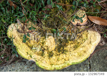 大きなサルノコシカケ 大きなサルノコシカケ 132967349