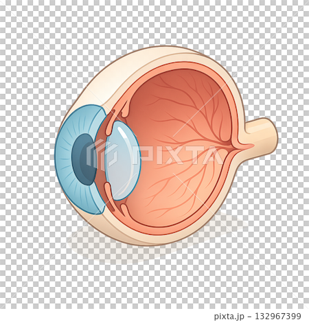 目の断面構造をわかりやすく示した図、 眼球の内部構造と視神経の解説イラスト、 人の目の仕組みを学べる 目の断面構造をわかりやすく示した図、 眼球の内部構造と視神経の解説イラスト、 人の目の仕組みを学べる 132967399