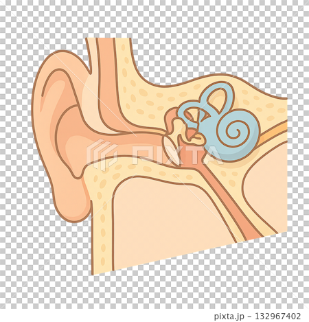 Cross-sectional diagrams that clearly show the structure of the ear, illustrations that explain the structure of the outer ear, middle ear, and inner ear, and the internal structure of the ear and hearing Cross-sectional diagrams that clearly show the structure of the ear, illustrations that explain the structure of the outer ear, middle ear, and inner ear, and the internal structure of the ear and hearing 132967402