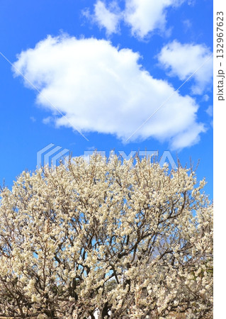 早春の花満開に咲く白梅 早春の花満開に咲く白梅 132967623