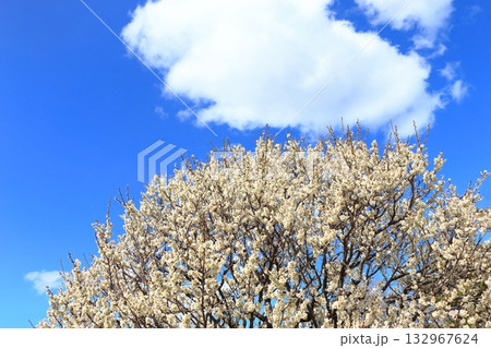 白梅の花満開に咲く 白梅の花満開に咲く 132967624