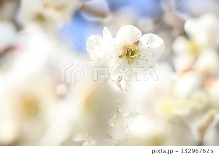 梅の花満開に咲く 132967625