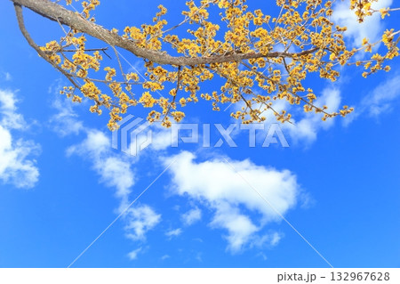 満開に咲くサンシュユの花 132967628