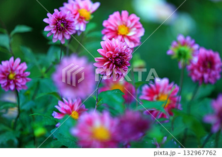 美しいダリアの花 美しいダリアの花 132967762