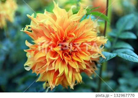 美しいダリアの花 美しいダリアの花 132967770