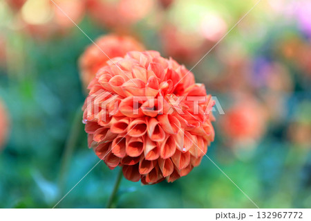美しいダリアの花 美しいダリアの花 132967772