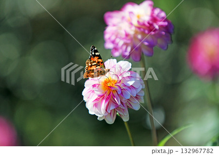 美しいダリアの花 美しいダリアの花 132967782